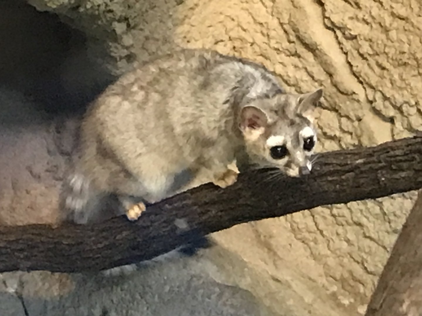 Ringtail (Bassariscus astutus)