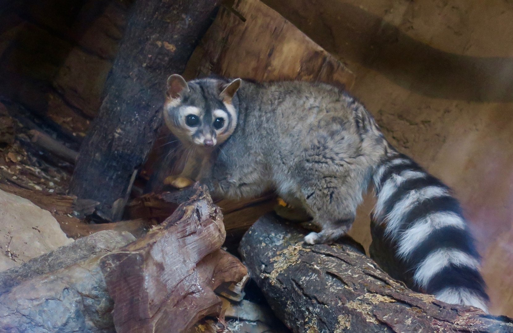Ringtail (Bassariscus astutus)