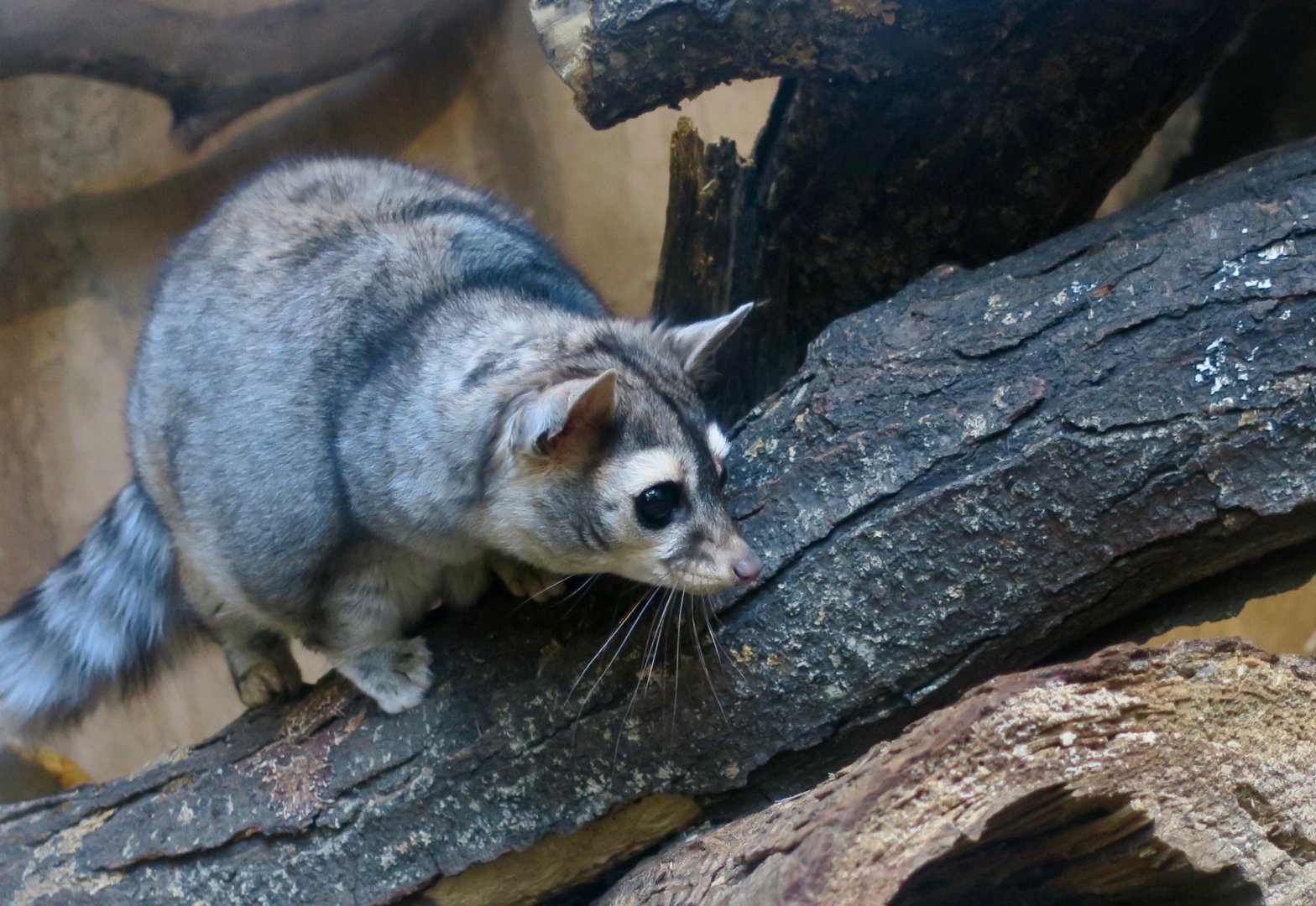 Ringtail (Bassariscus astutus)
