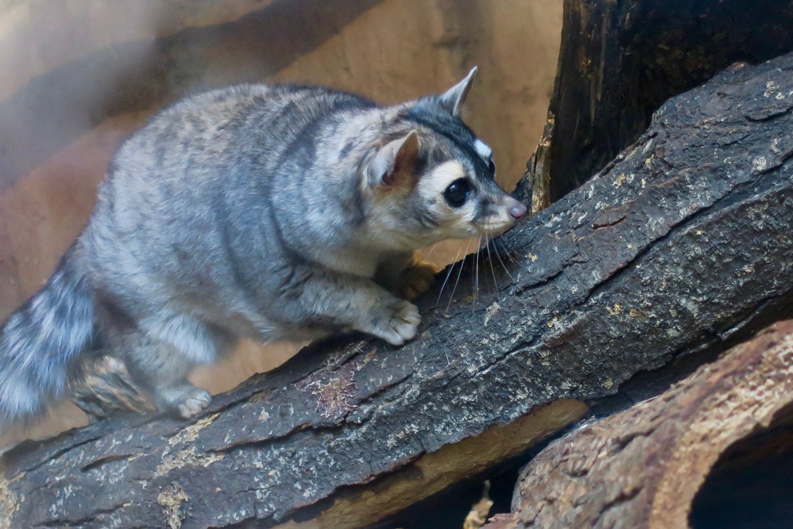 Ringtail (Bassariscus astutus)