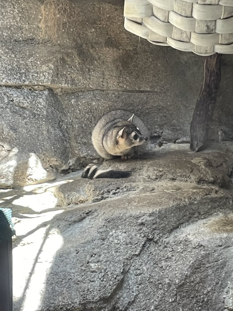 Ringtail (Bassariscus astutus)