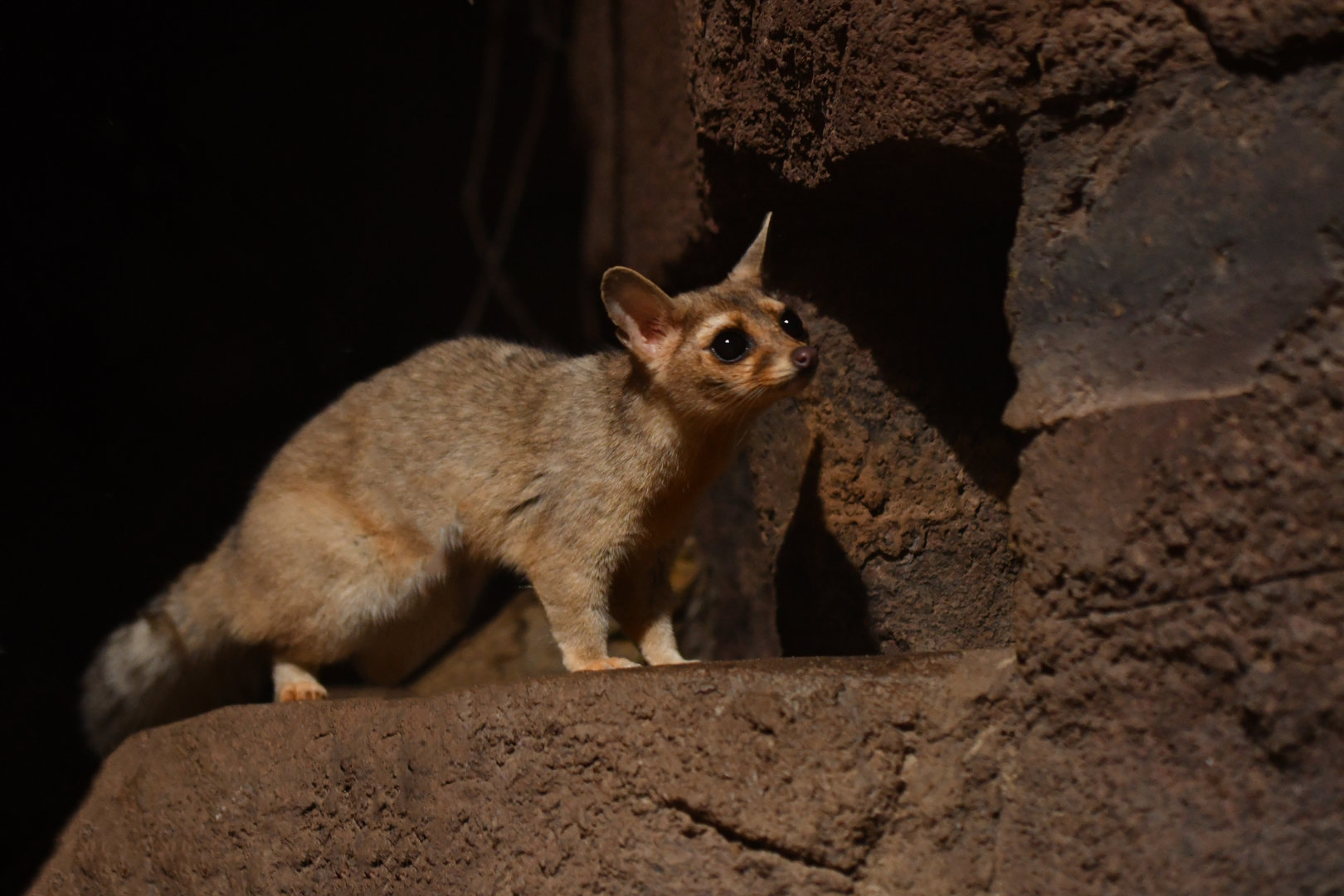 Ringtail (Bassariscus astutus)
