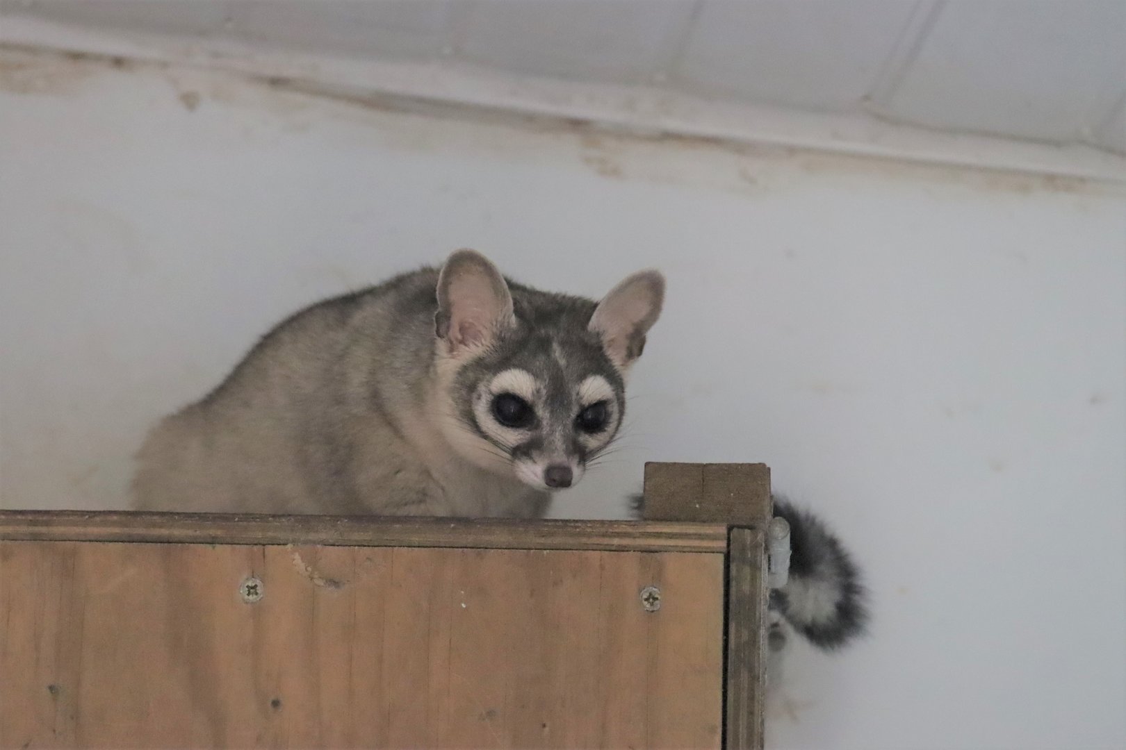 Ringtail (Bassariscus astutus)
