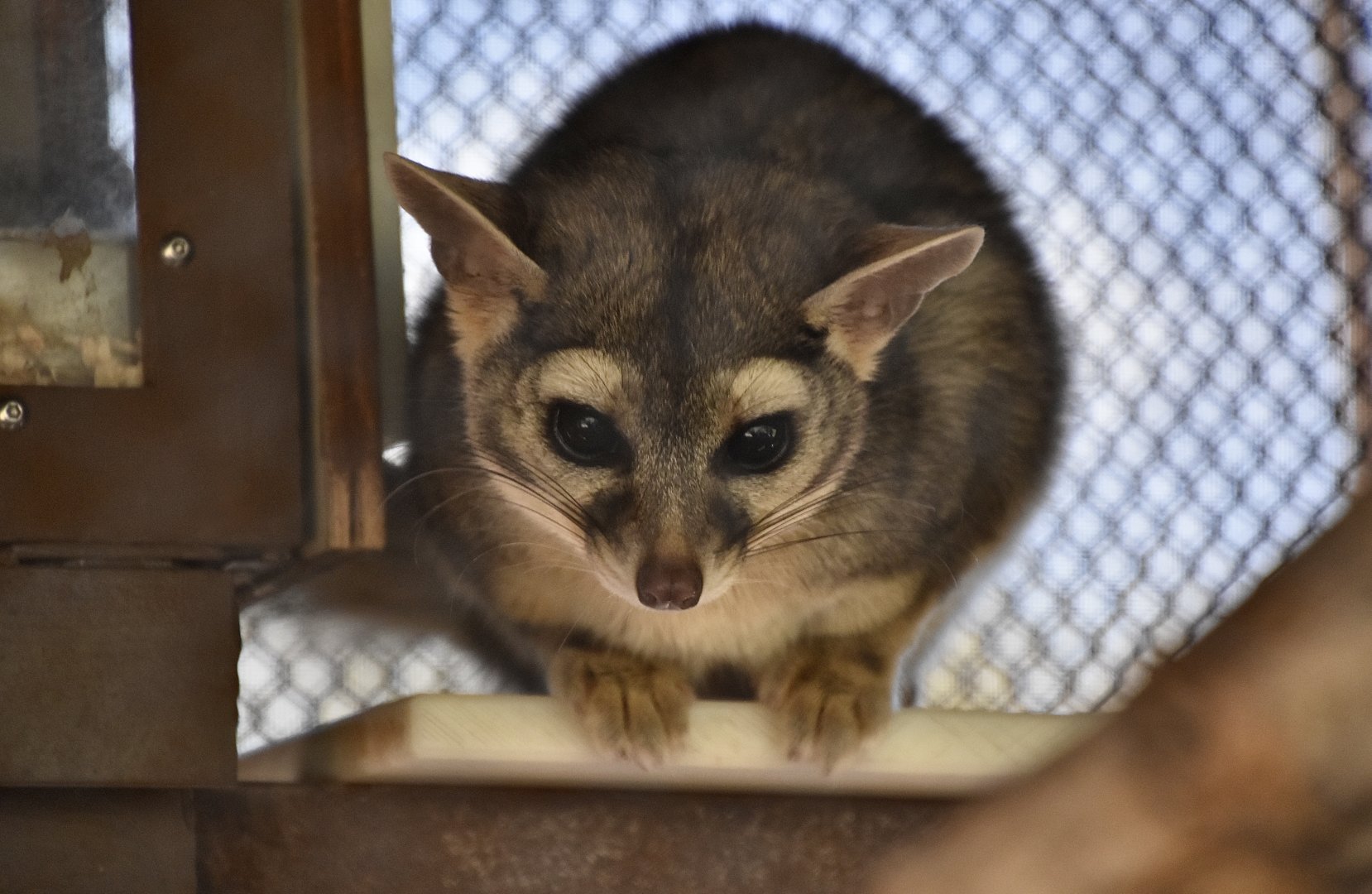 Ringtail (Bassariscus astutus)