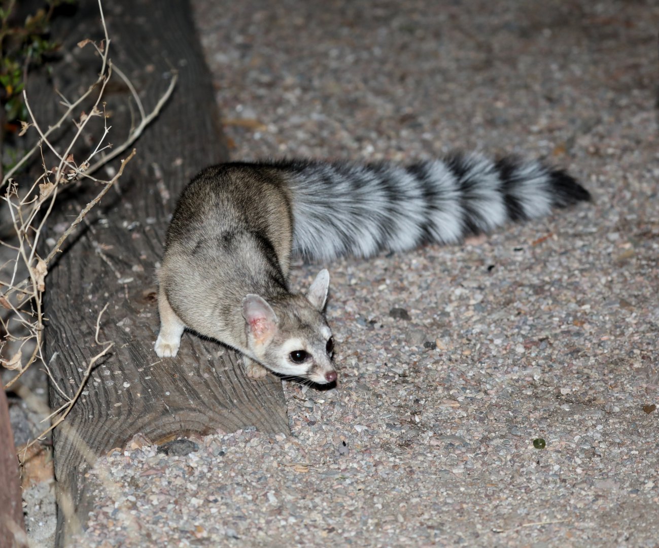 Ringtail (Bassariscus astutus)