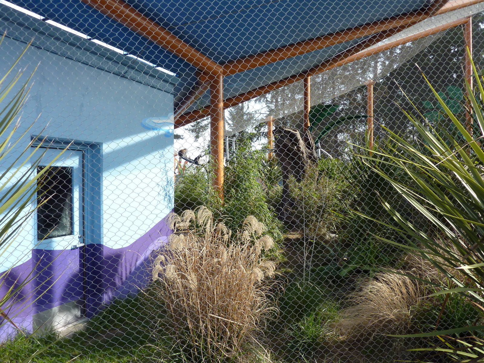 Ringtail + Black Lemur Exhibit