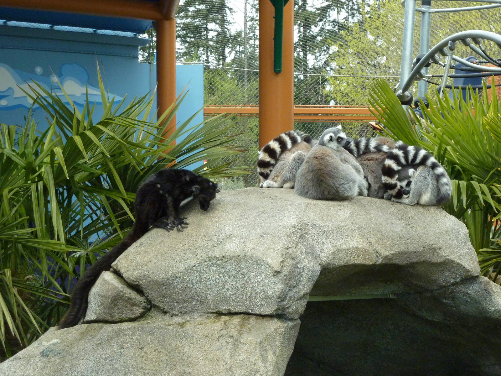 Ringtail/Black Lemur Exhibit