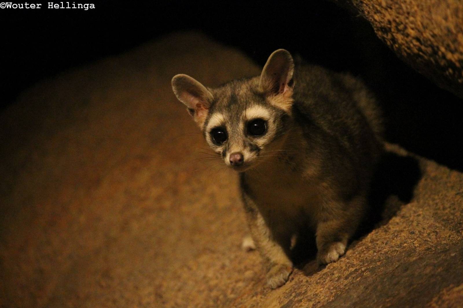 Ringtail - Burgers' Desert