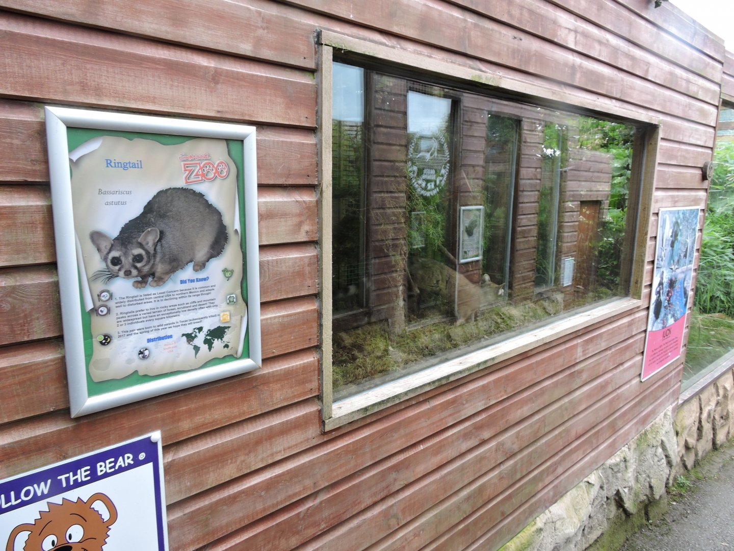 Ringtail (Cacomistle) Exhibit and inhabitant
