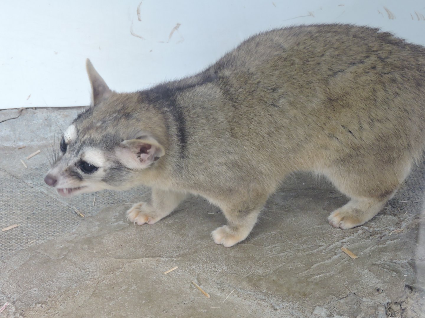 Ringtail (Cacomistle)