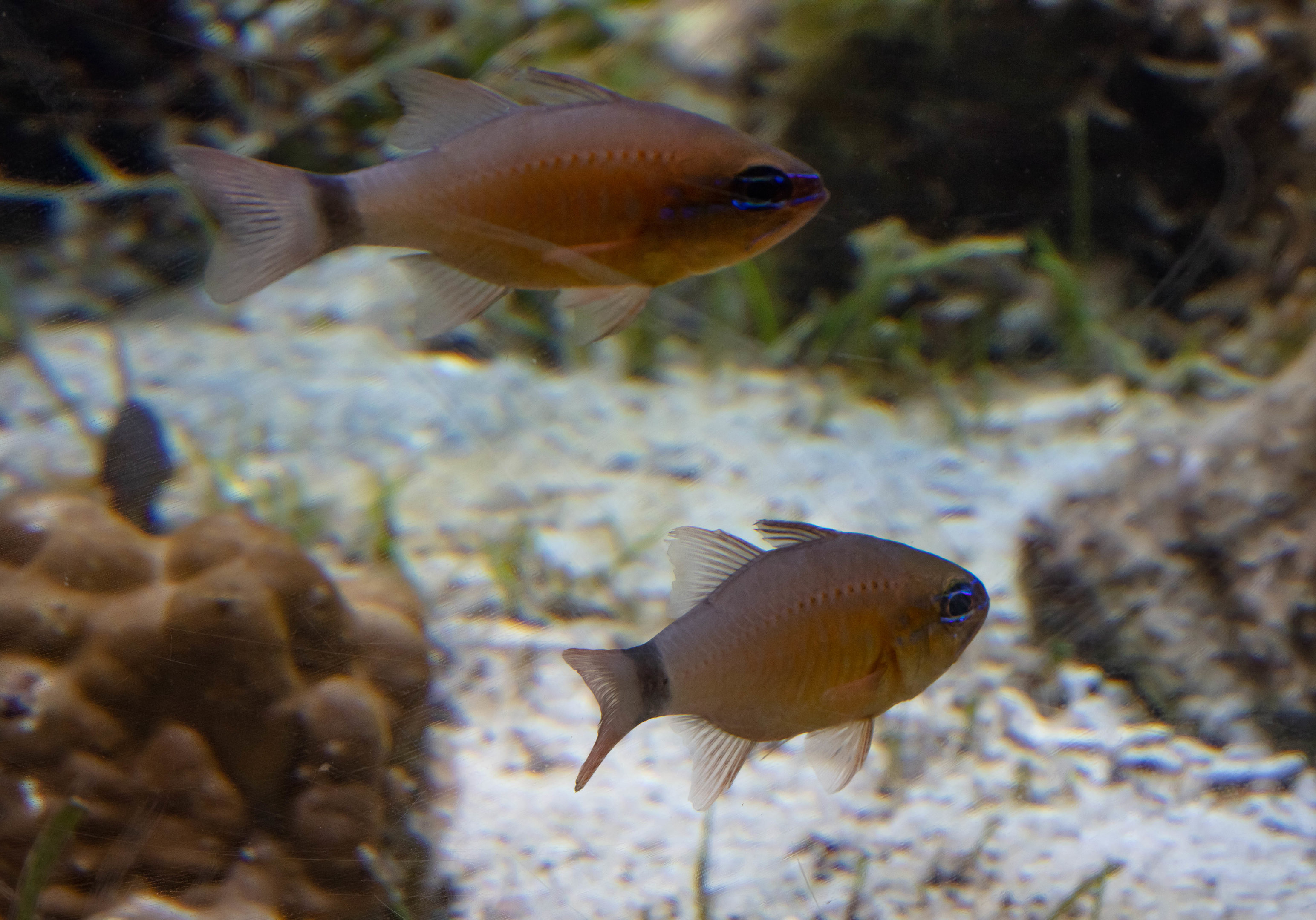 Ringtail Cardinalfish