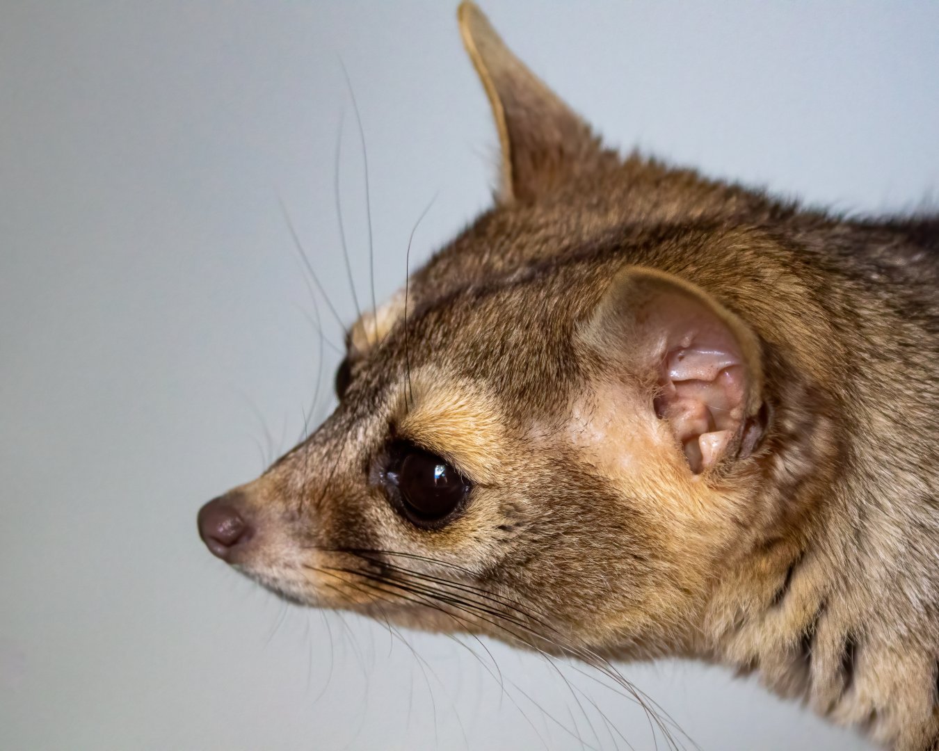 Ringtail 'cat' - Cacomistle / Exmoor Zoo / 19-5-21