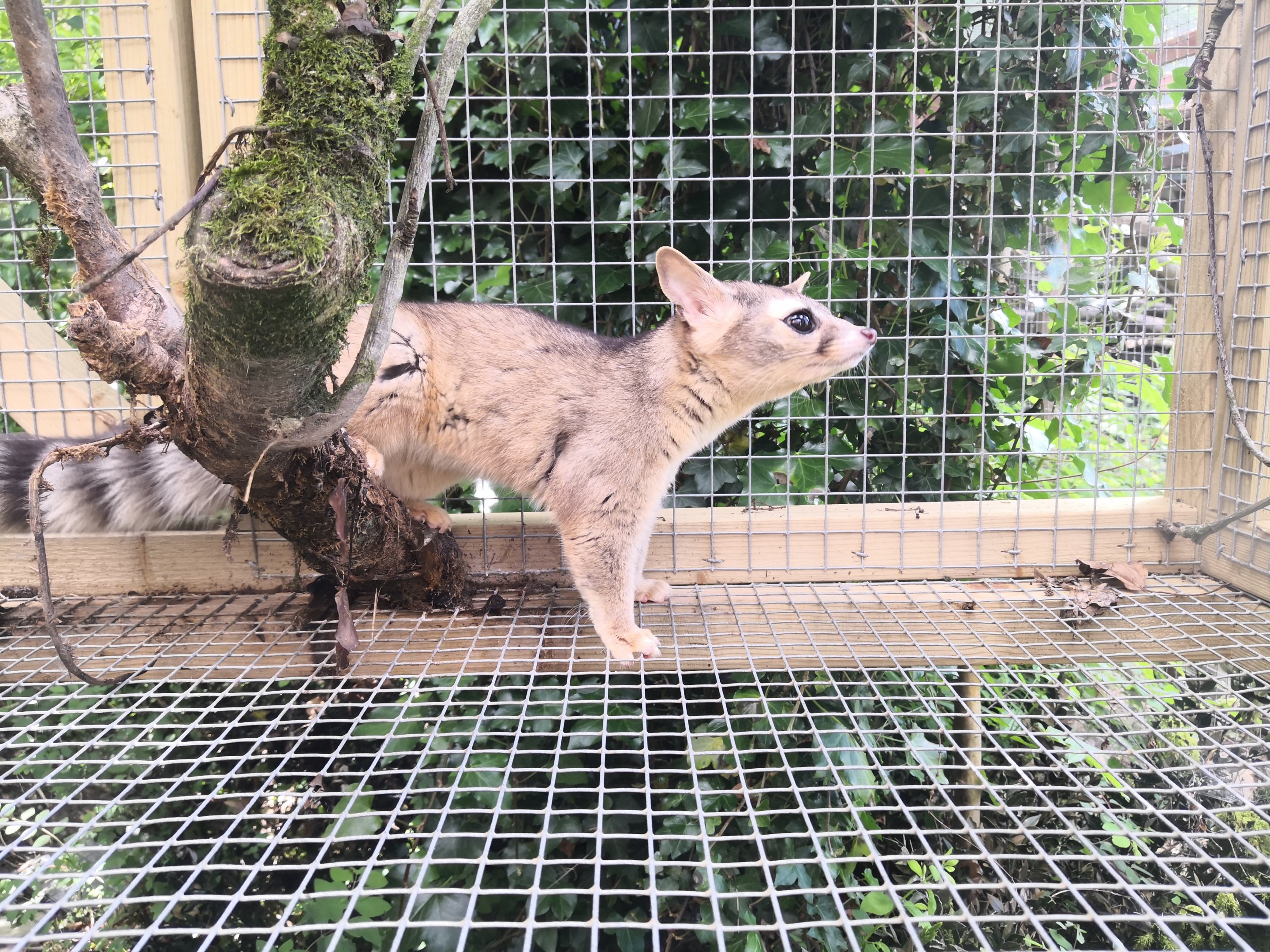 Ringtail Cat Exmoor Zoo