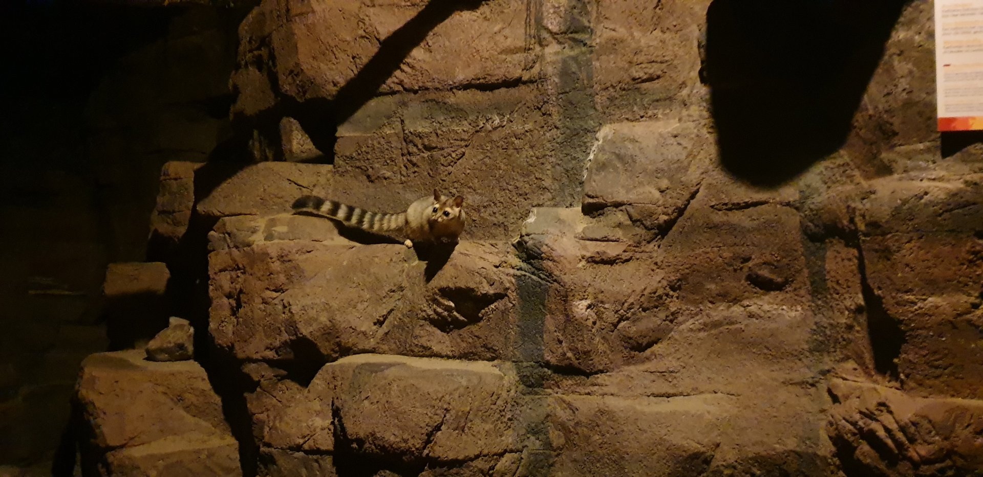 Ringtail, Desert