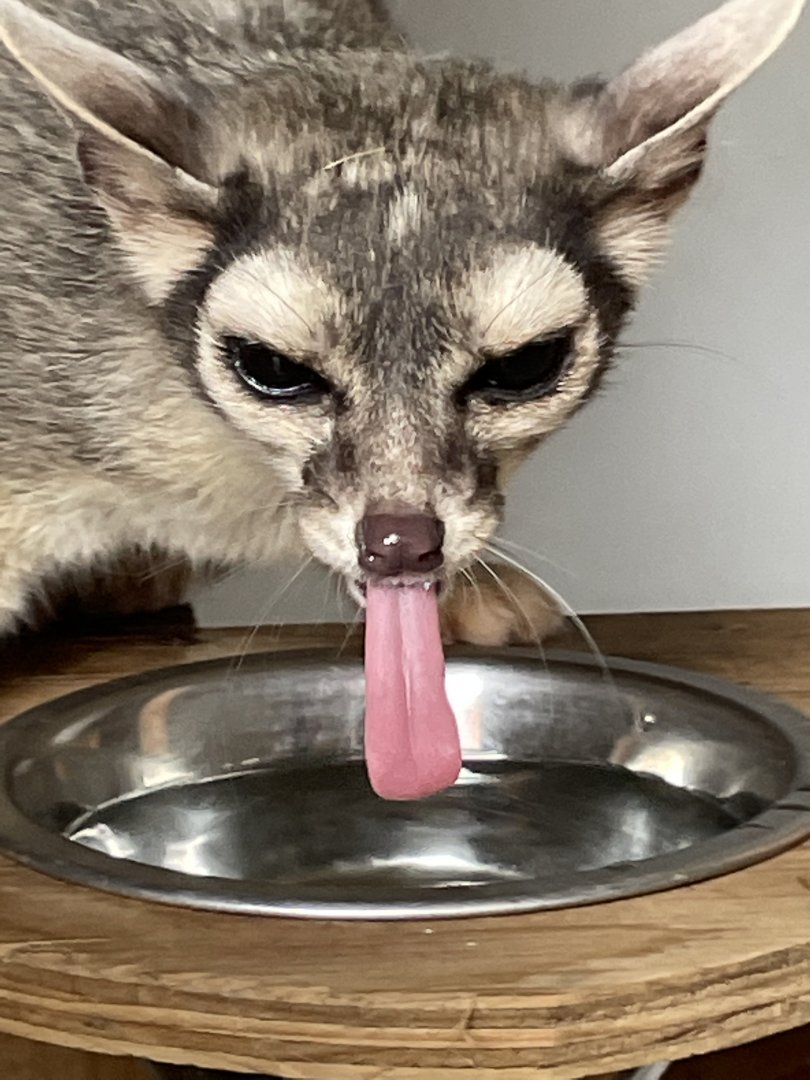 Ringtail Drinking