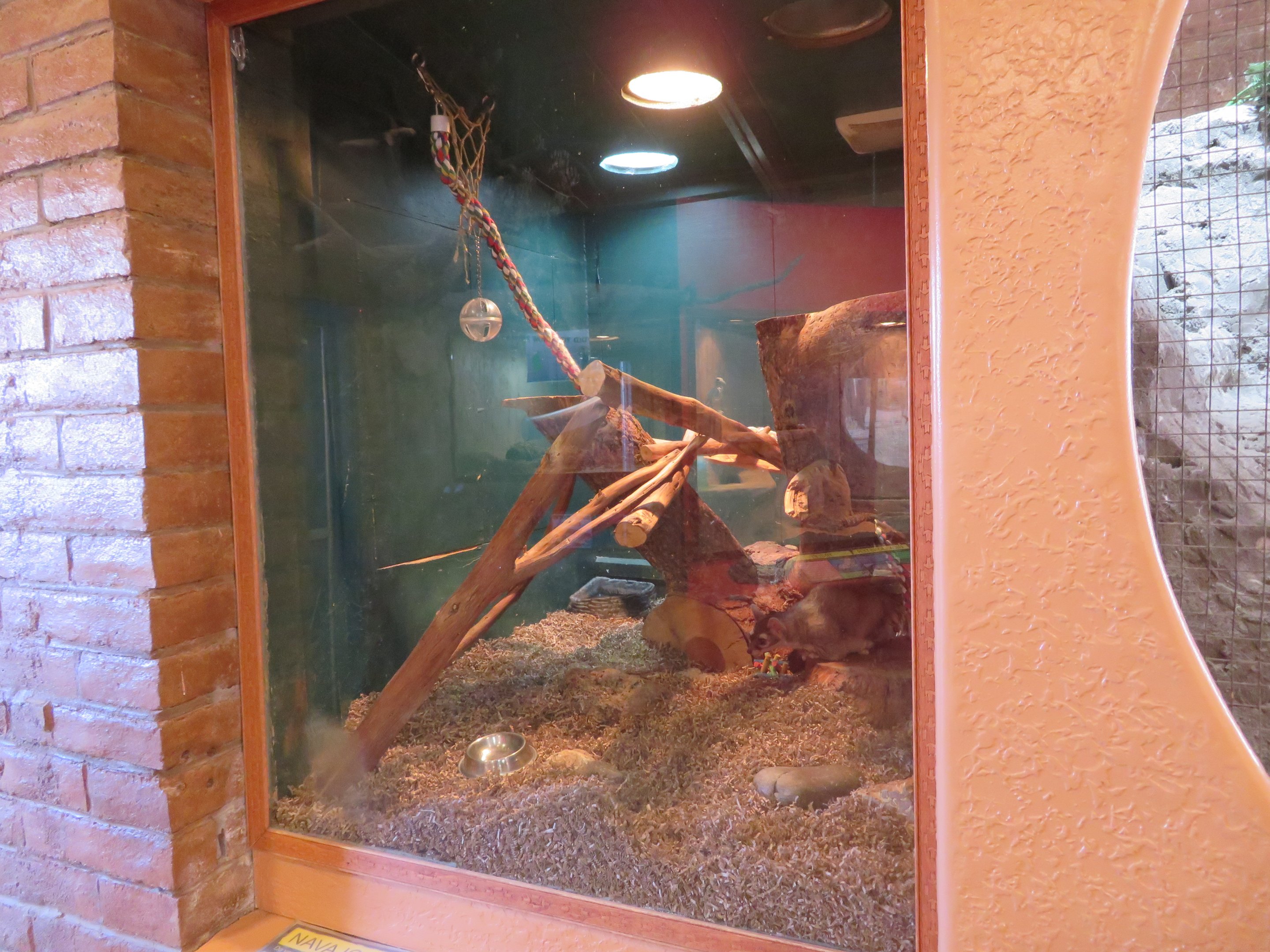 Ringtail Enclosure