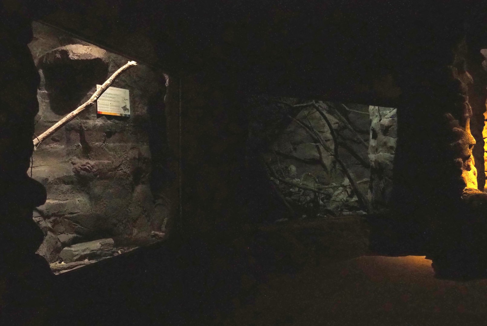 Ringtail exhibit, 2023-10-07