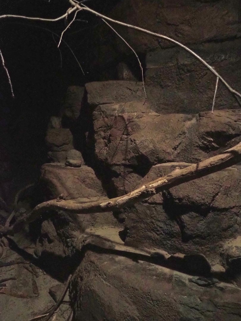 Ringtail exhibit, 2023-10-07