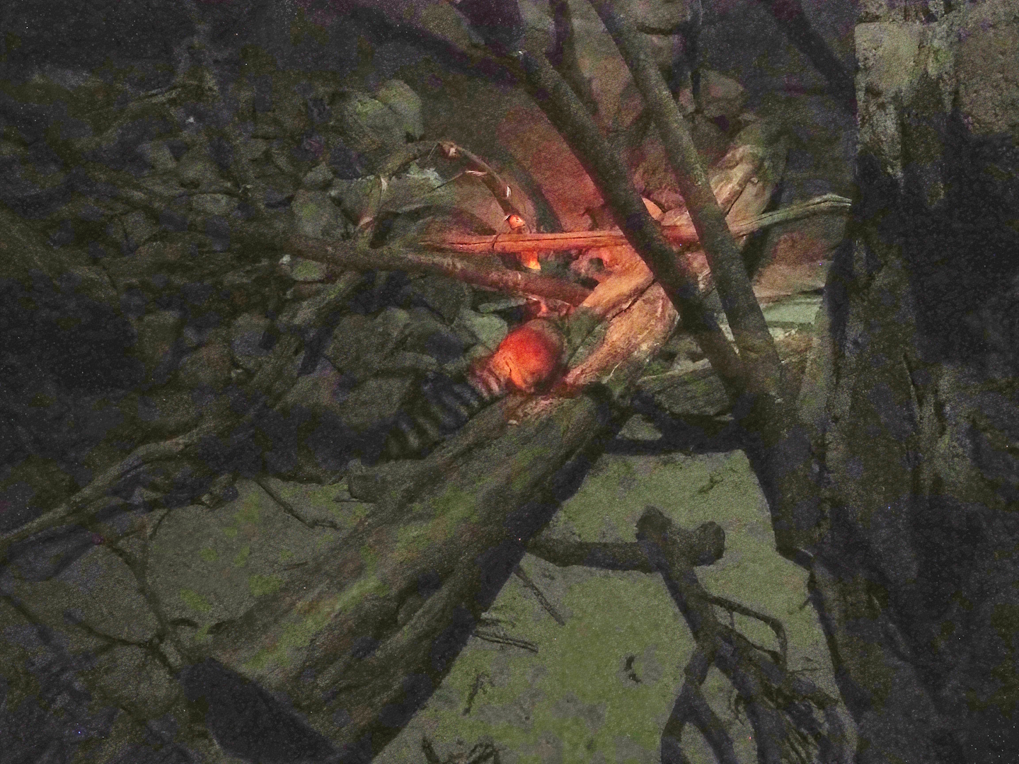 Ringtail exhibit, 2023-10-07