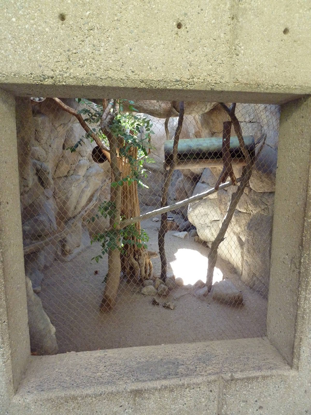 Ringtail Exhibit