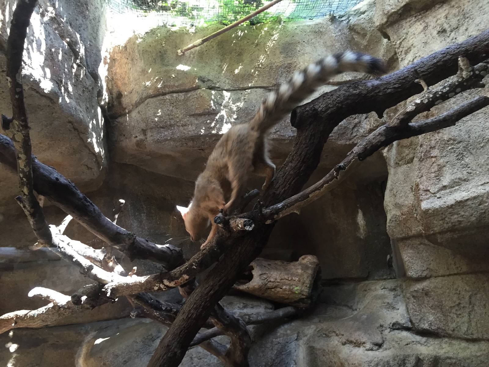 Ringtail Exhibit