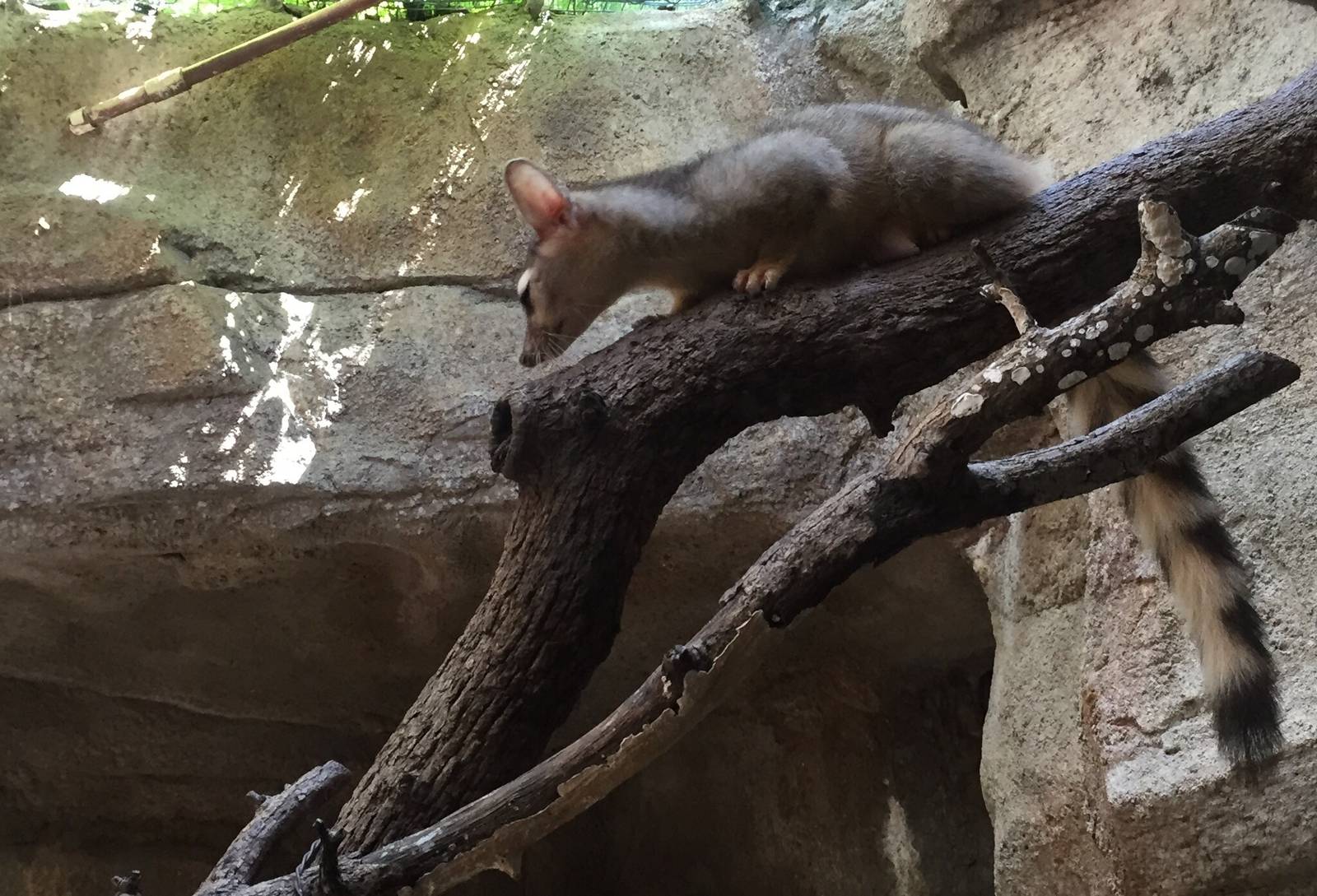 Ringtail Exhibit
