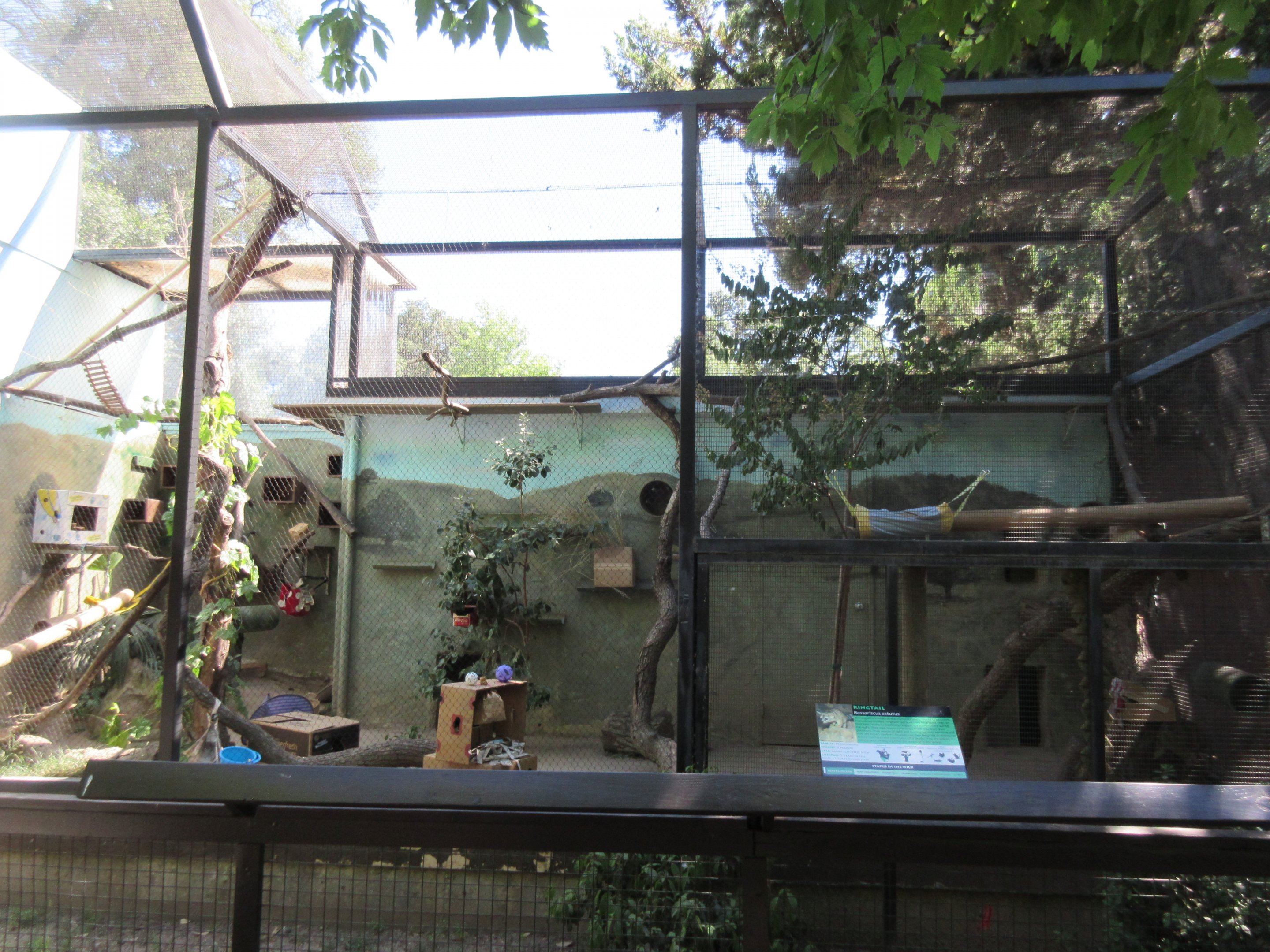 Ringtail Exhibit