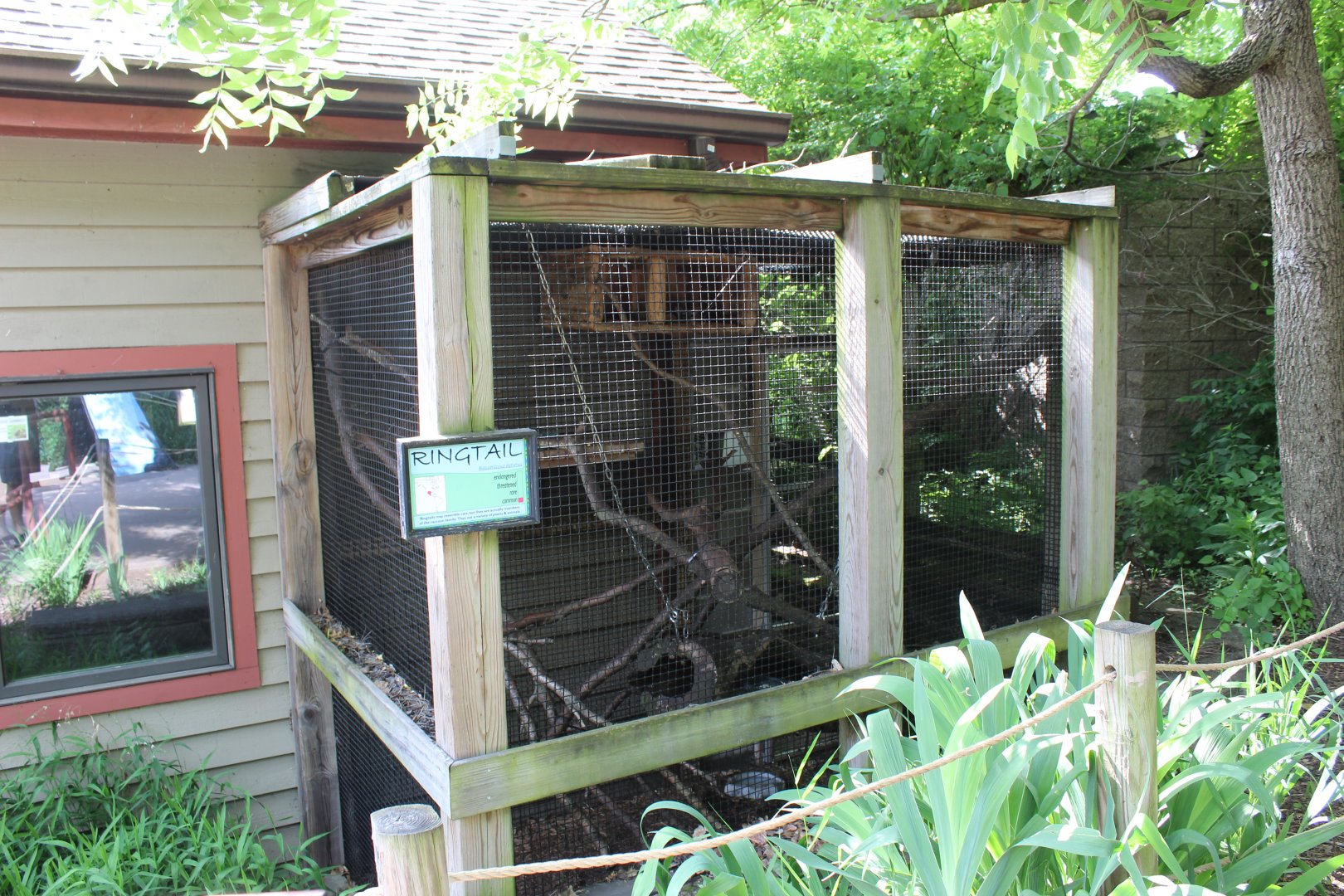 Ringtail Exhibit