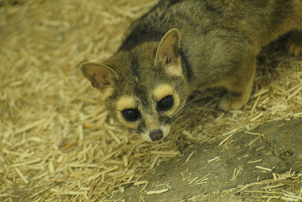 Ringtail - Exmoor Zoo 2025