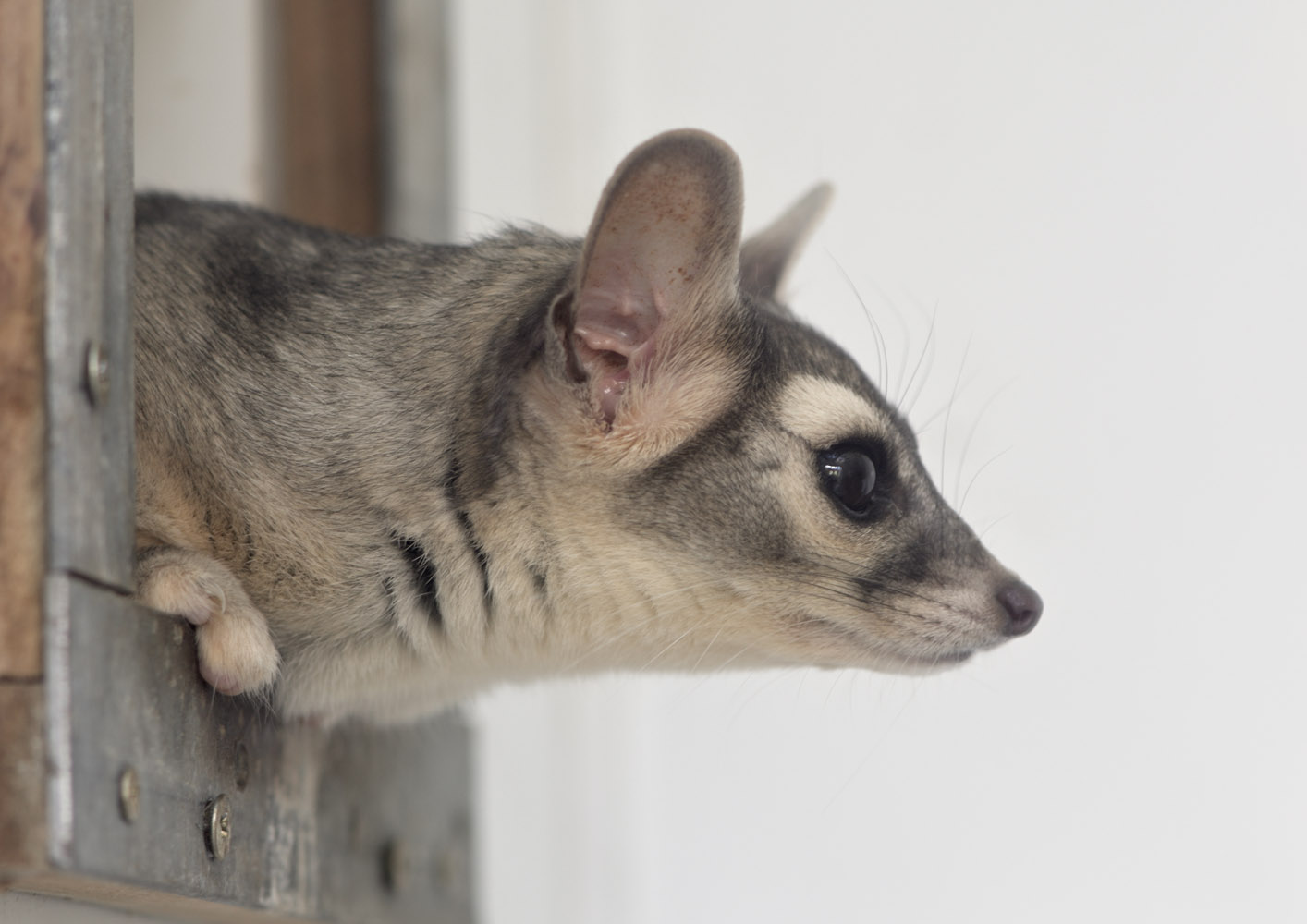 Ringtail in profile