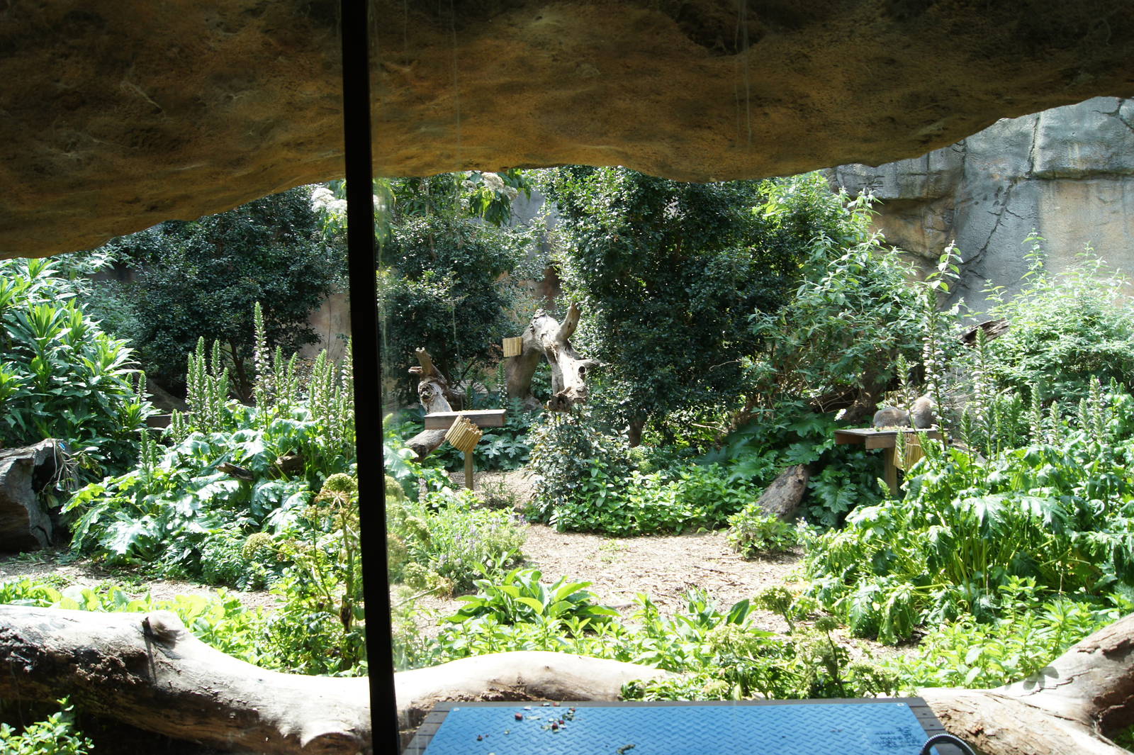 Ringtail Lemur Exhibit