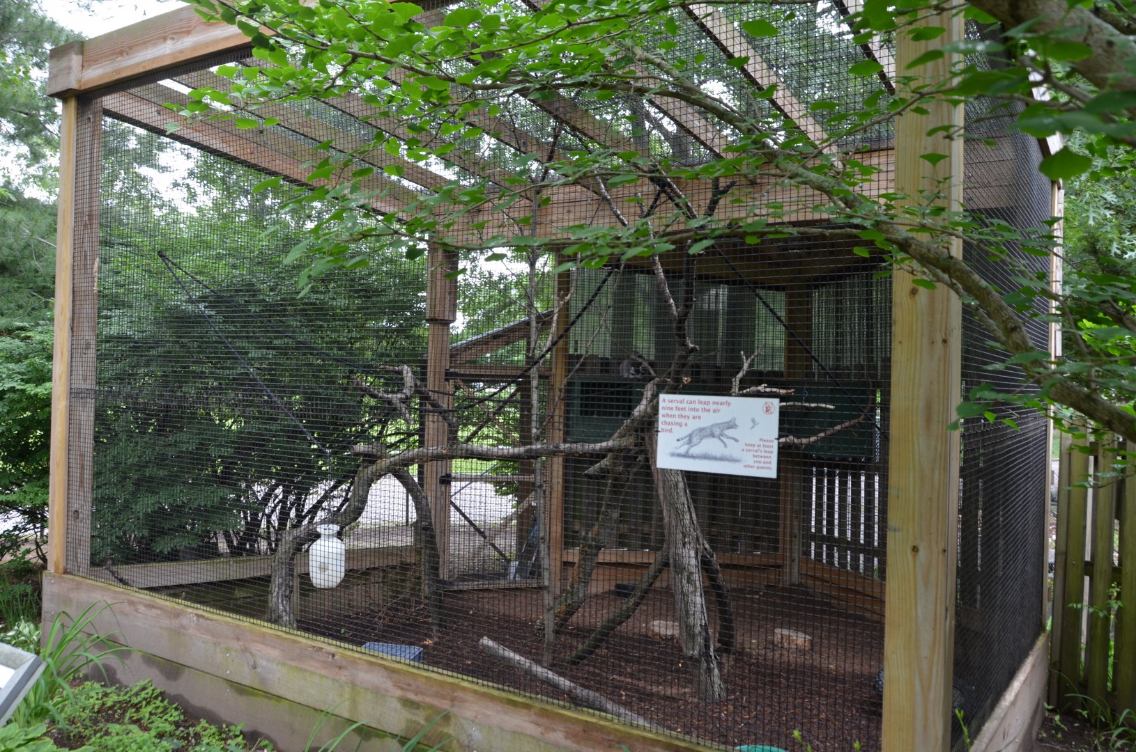 Ringtail Lemur Exhibit
