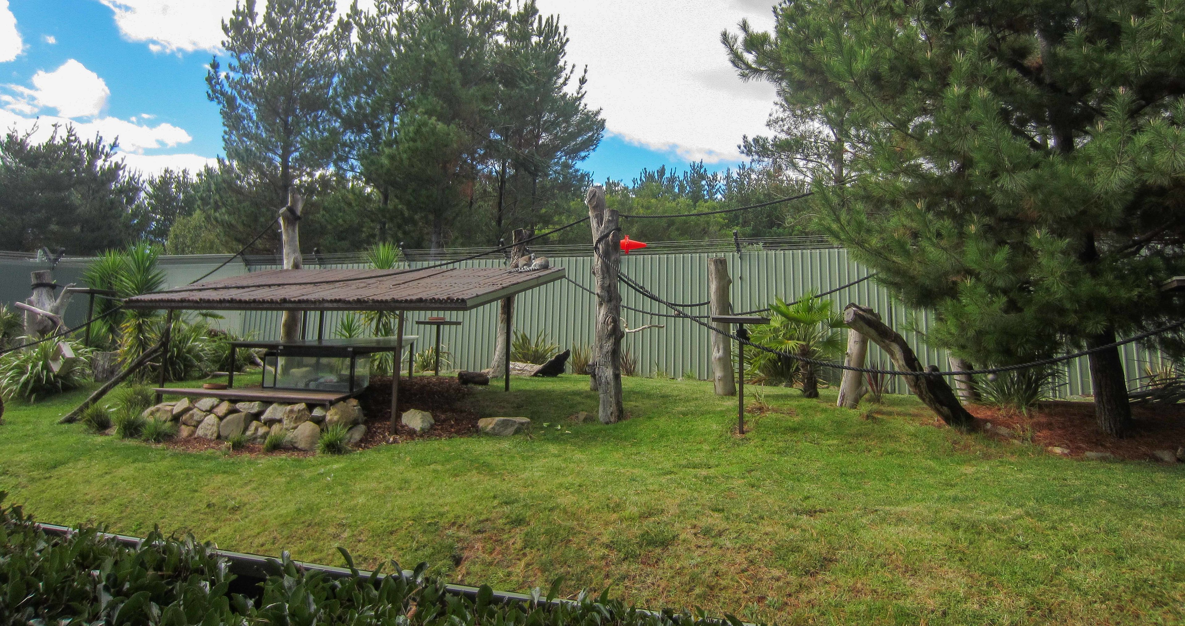 Ringtail Lemur exhibit