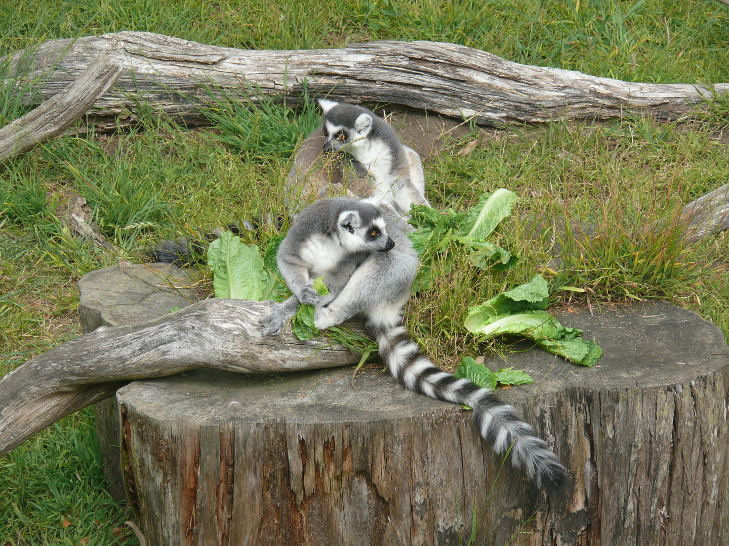 Ringtail Lemur - July 8th 2023