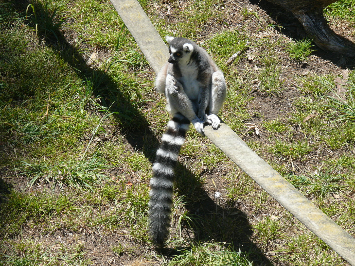 Ringtail Lemur - July 8th 2023