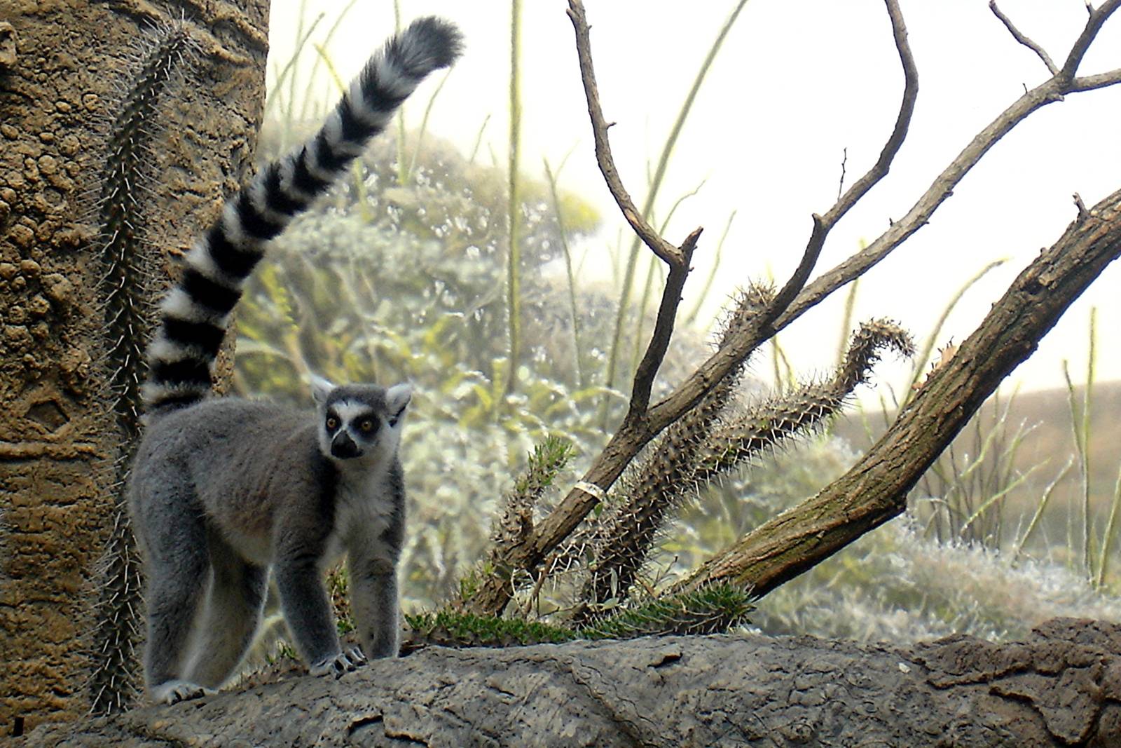 Ringtail lemur