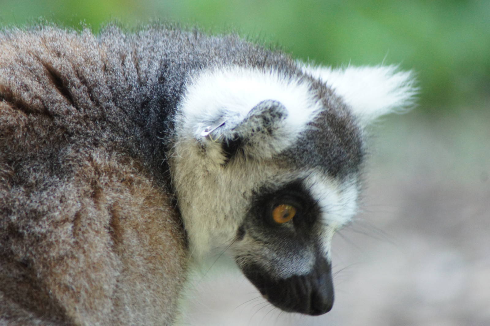Ringtail Lemur