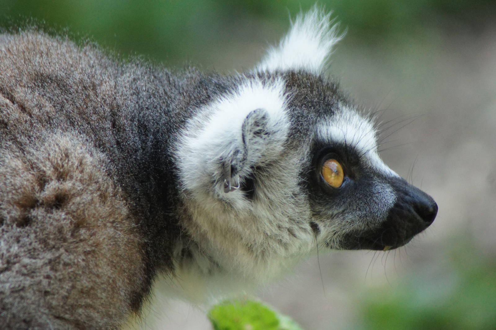 Ringtail Lemur