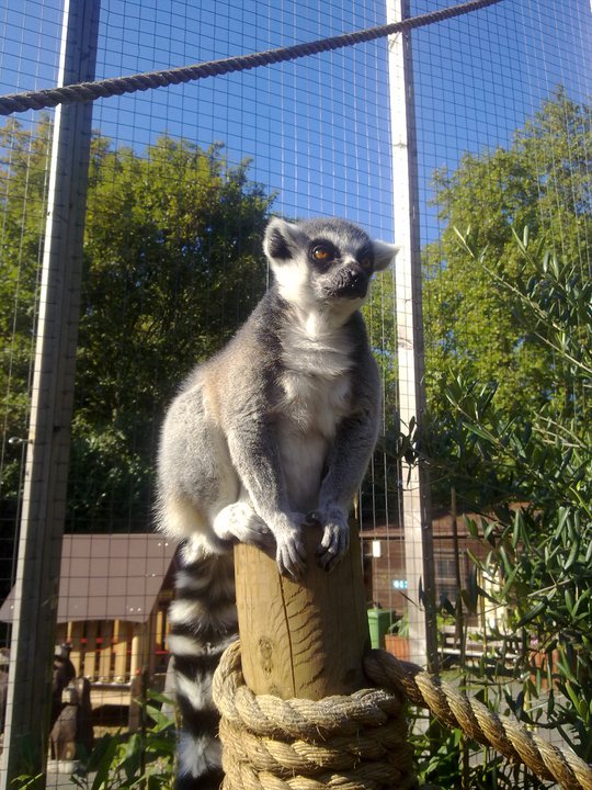 ringtail lemur