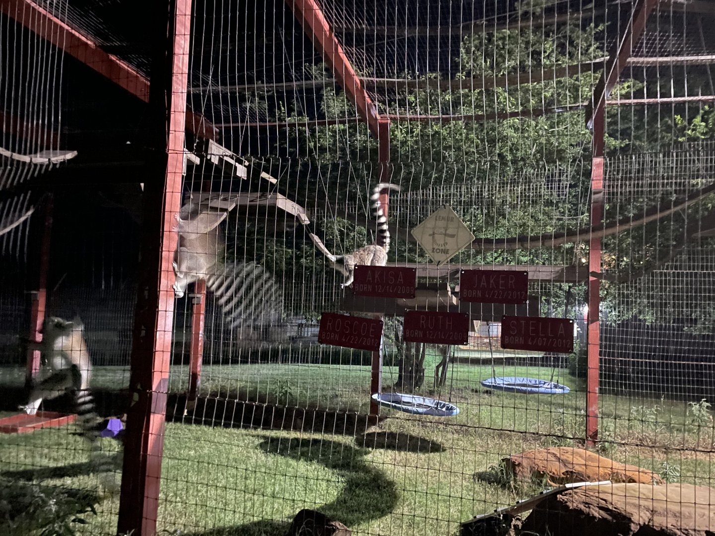 Ringtail Lemurs at Night