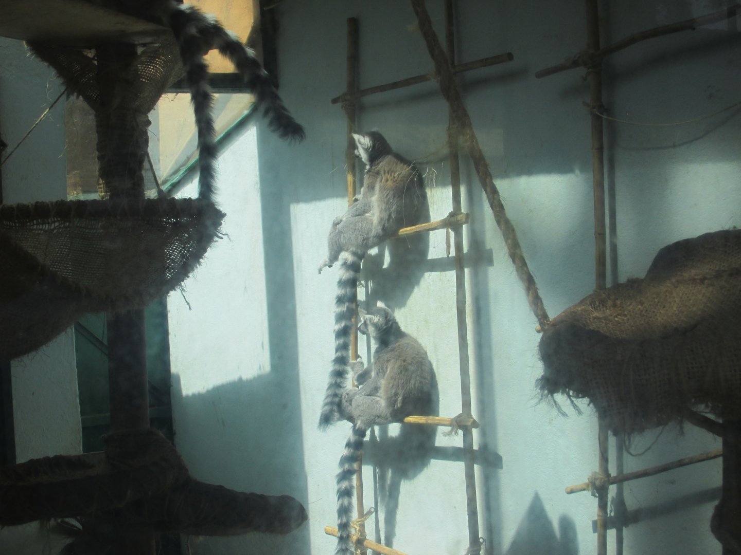 ringtail lemurs indoor enclousure