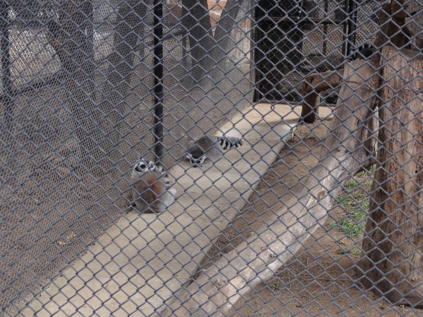 Ringtail Lemurs