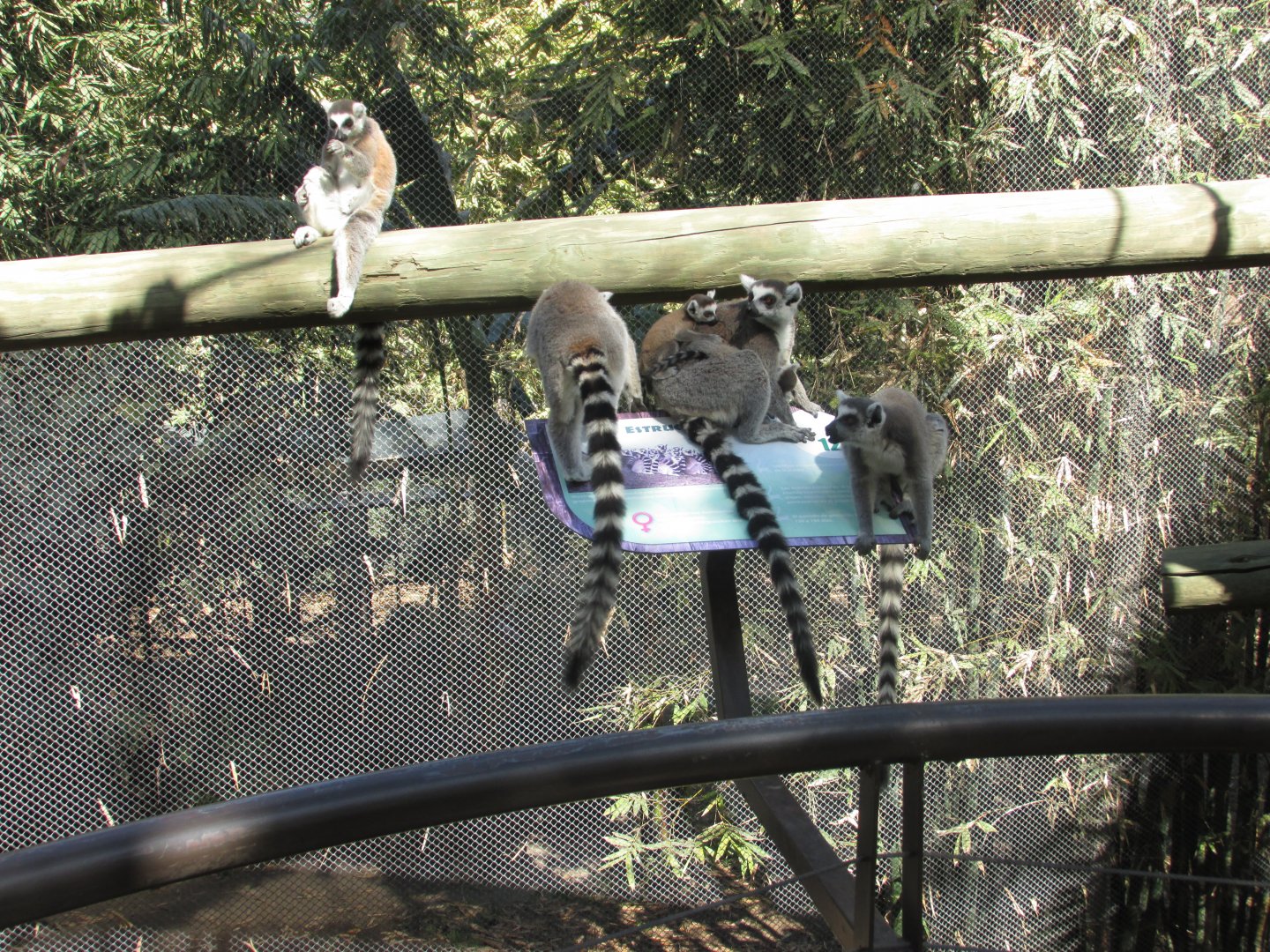 ringtail lemurs