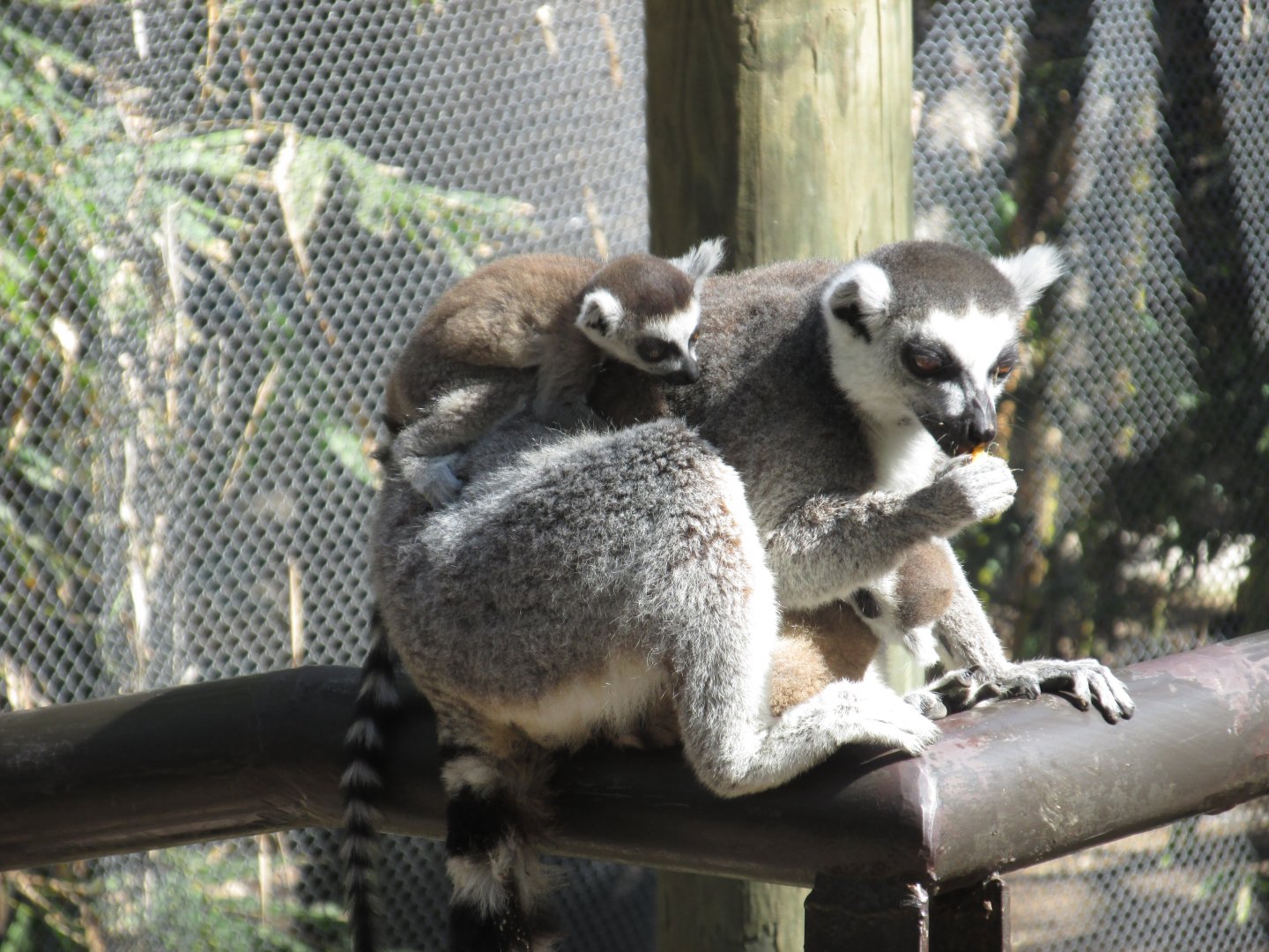ringtail lemurs
