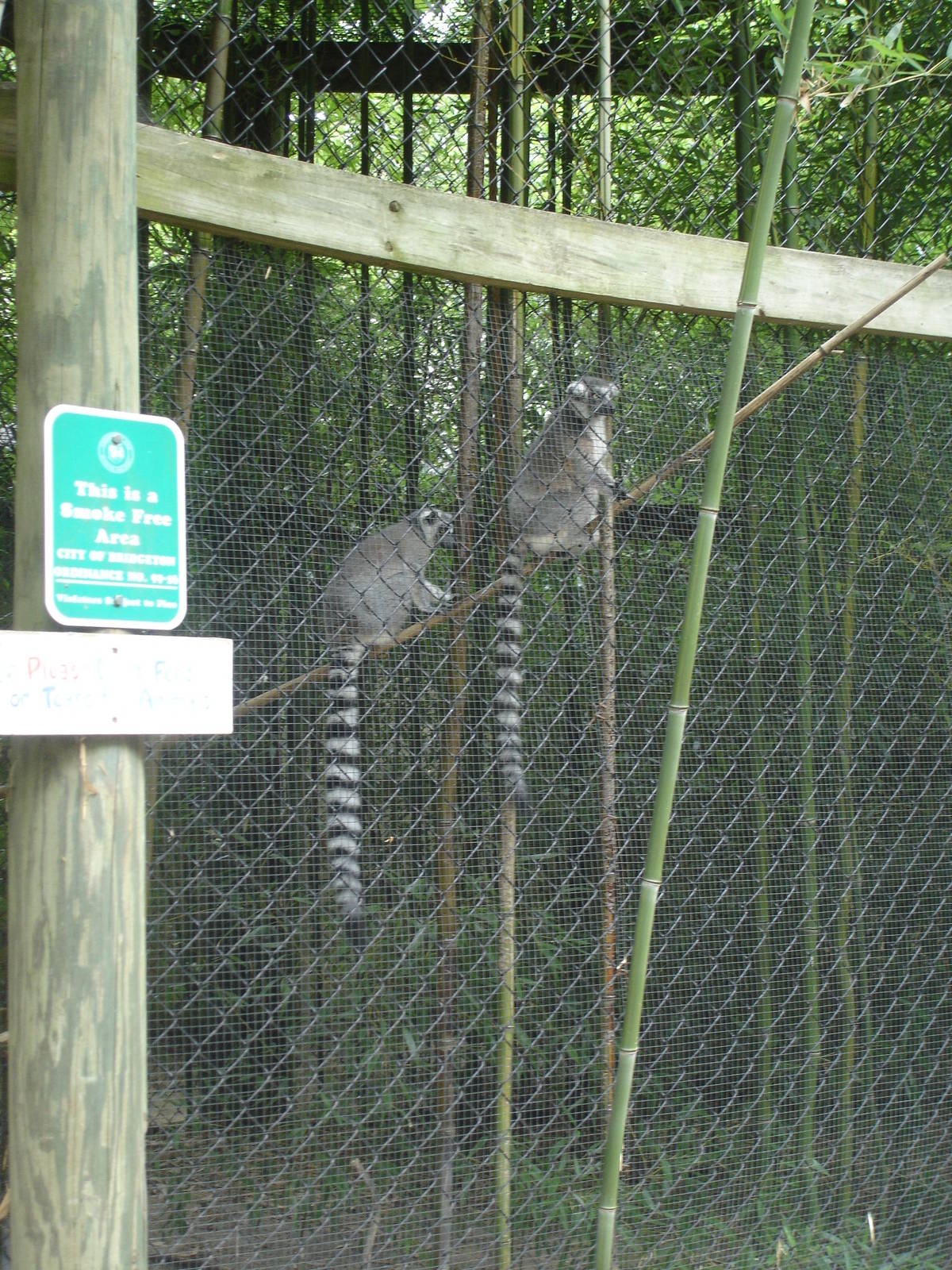 Ringtail Lemurs