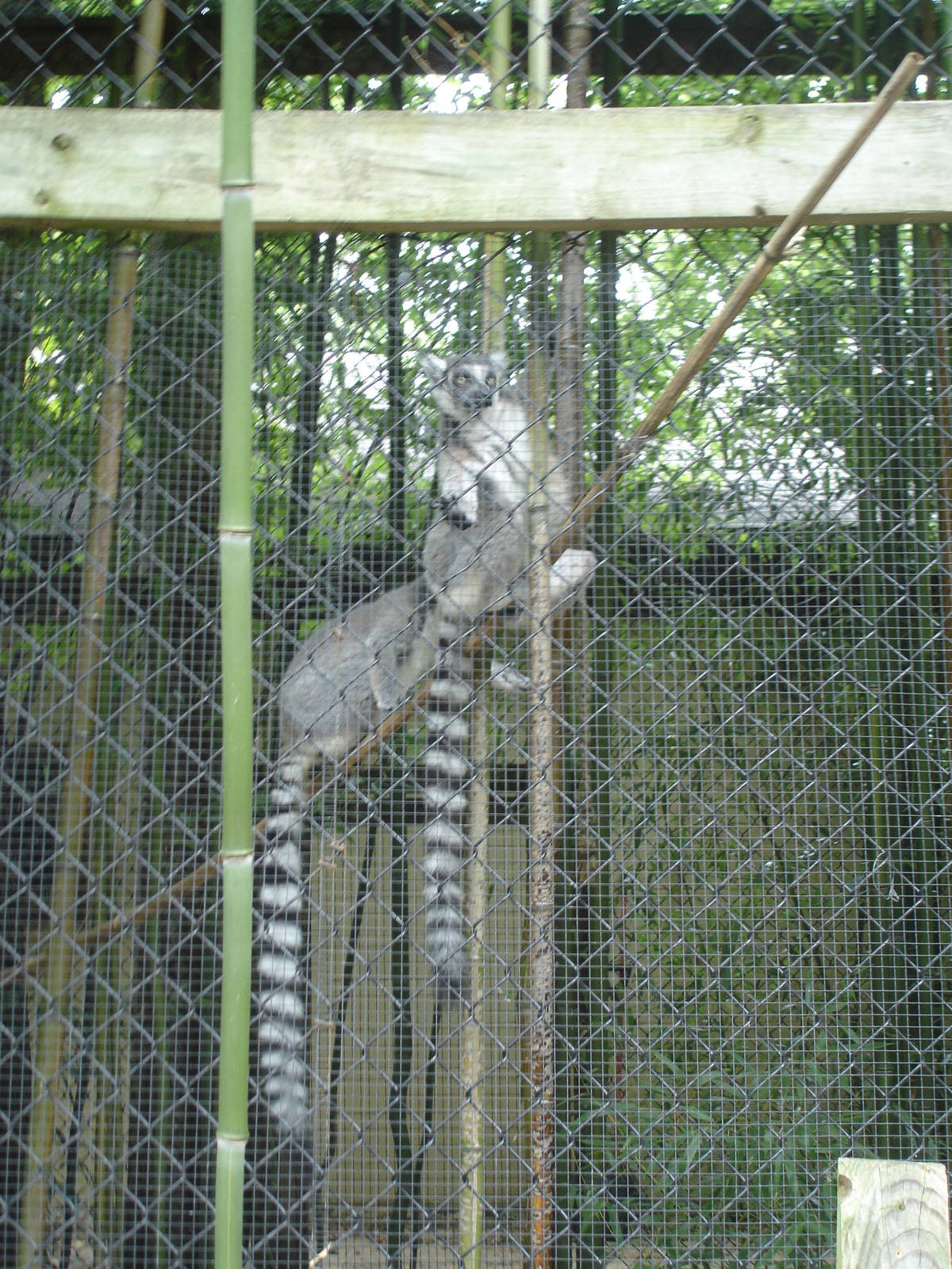Ringtail Lemurs