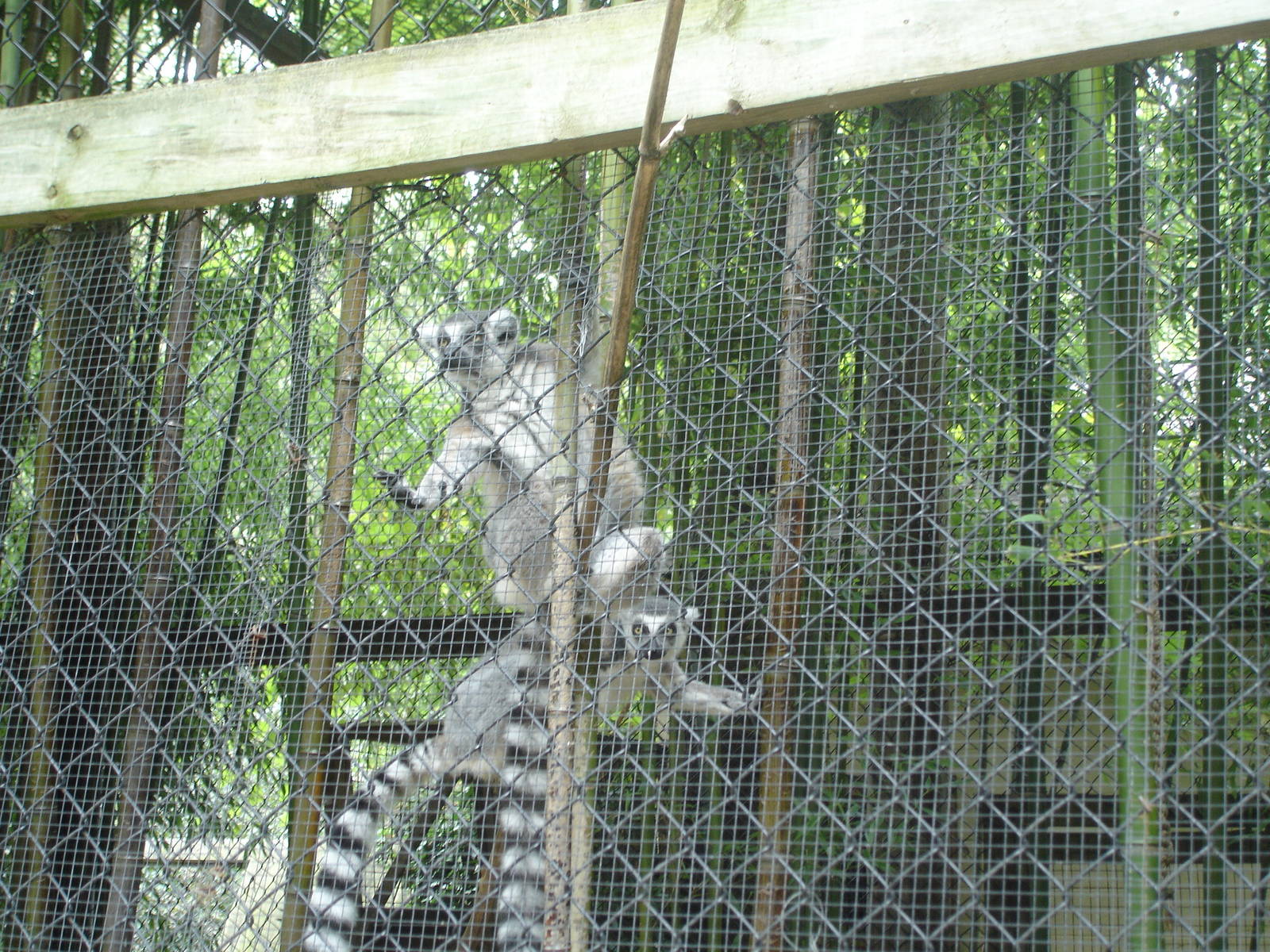 Ringtail Lemurs