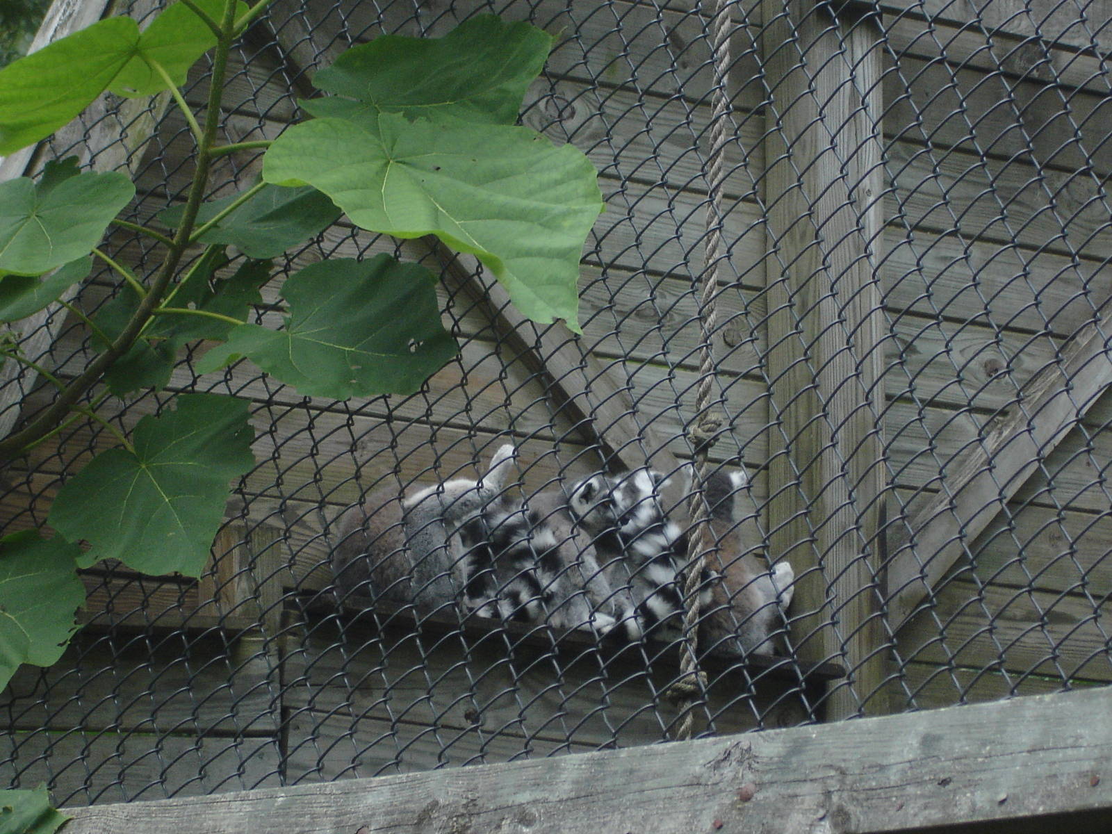 Ringtail lemurs