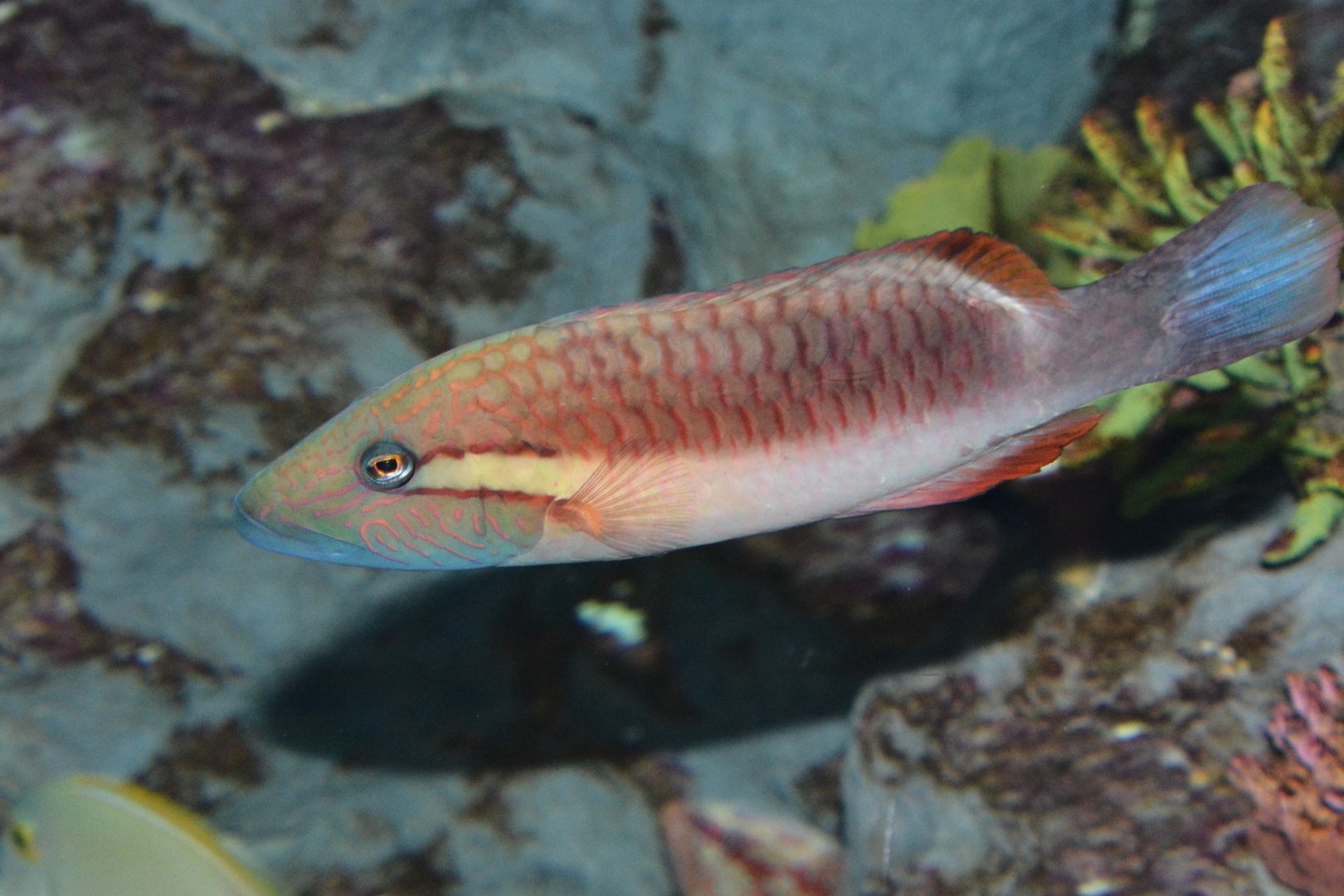Ringtail maori wrasse (Oxycheilinus unifasciatus)