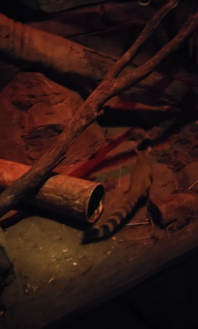 Ringtail (part of a video I took)